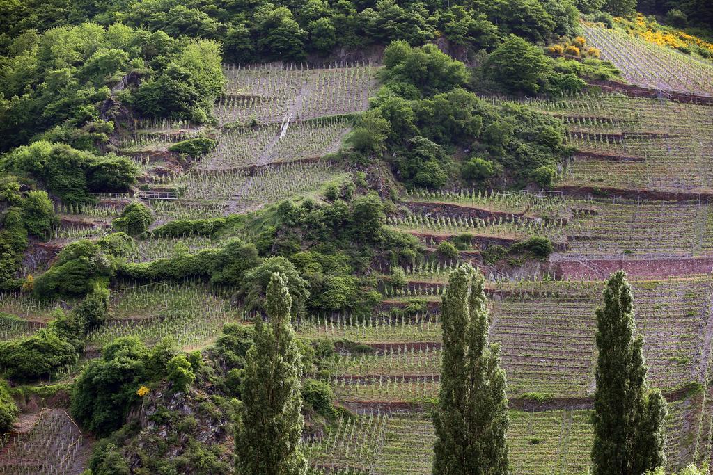 טריטנהיים Ernst Cluesserath Weingut & Weinhotelchen מראה חיצוני תמונה